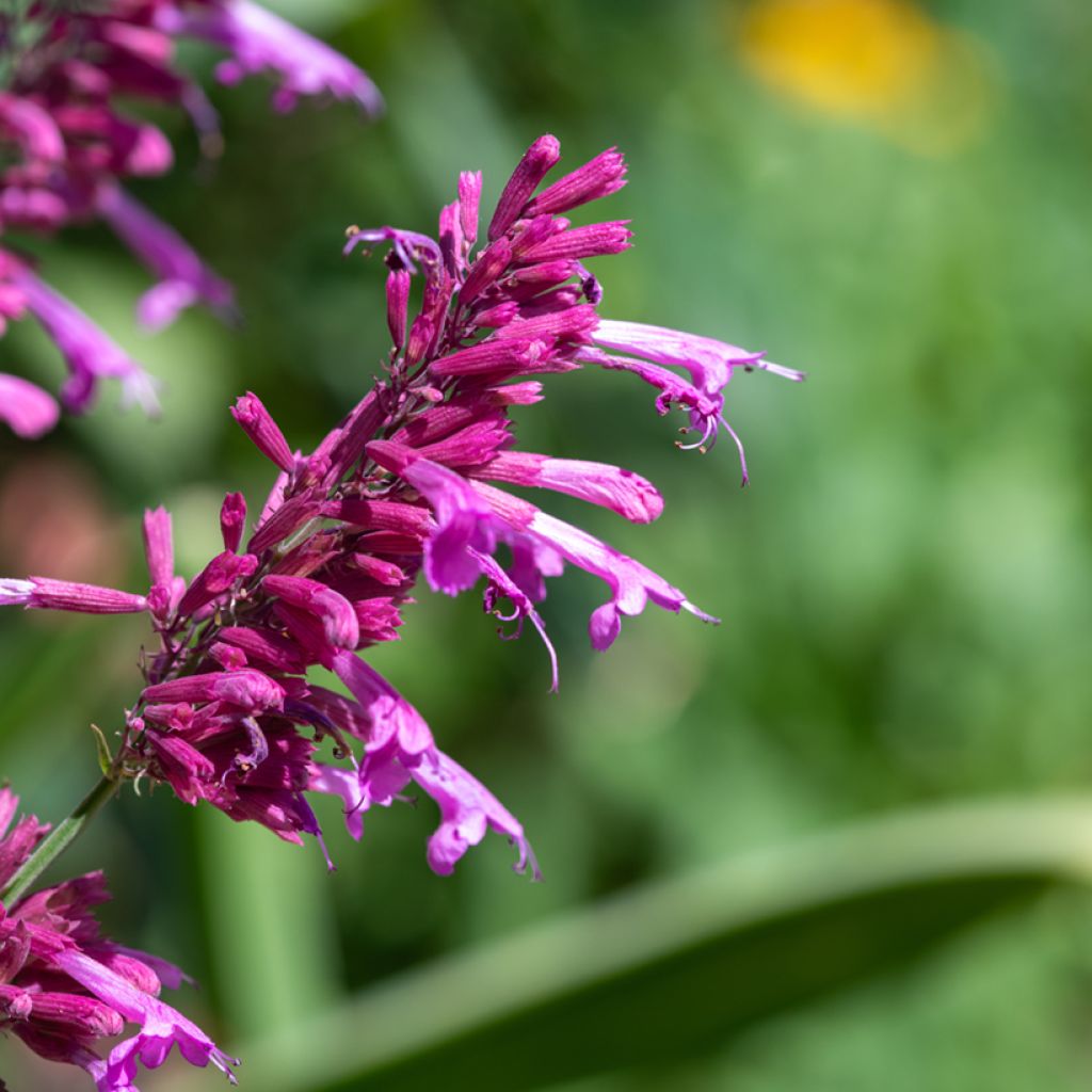 Kesäiiso (siemenet) - Agastache cana