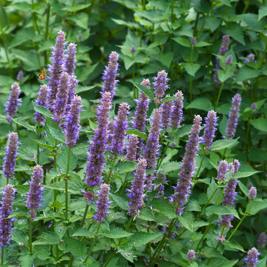 Yrtti-iiso (siemenet) - Agastache foeniculum