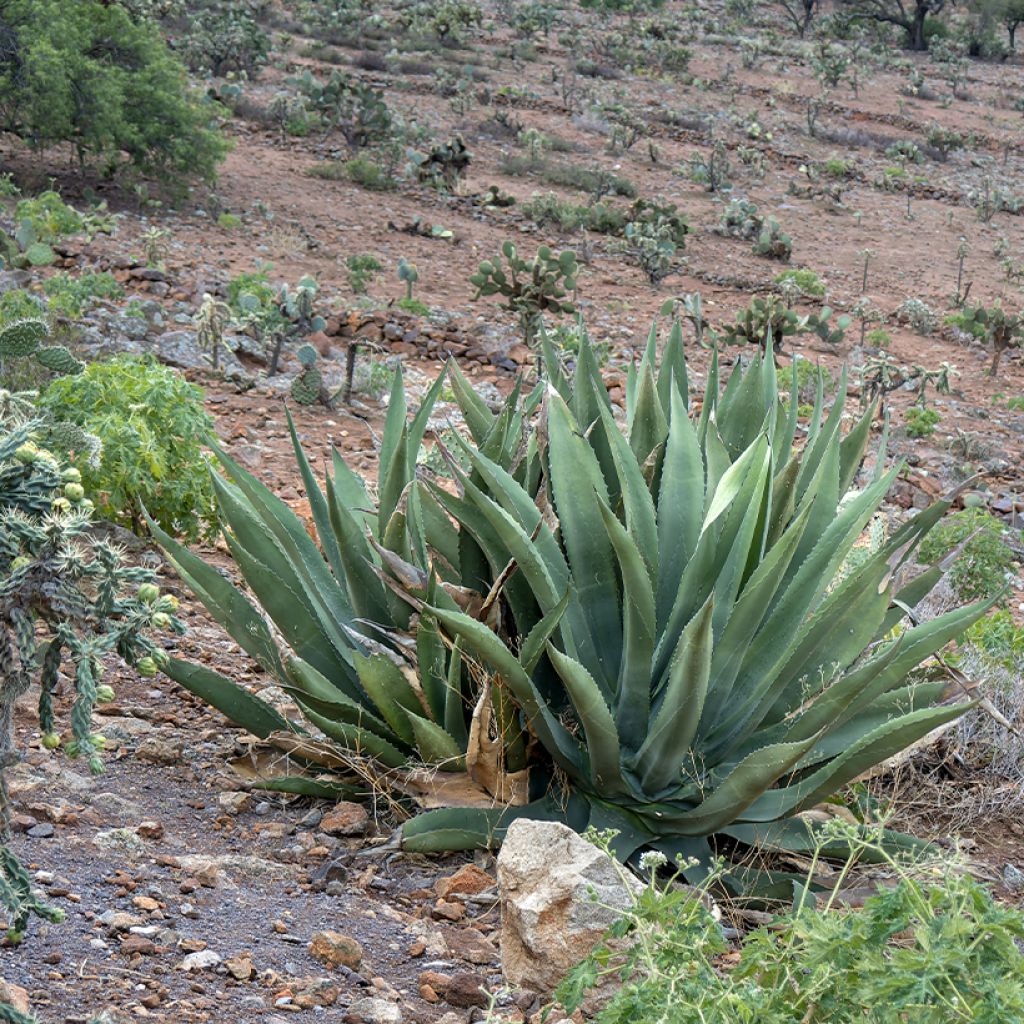 Titaaniagaave (siemenet) - Agave salmiana