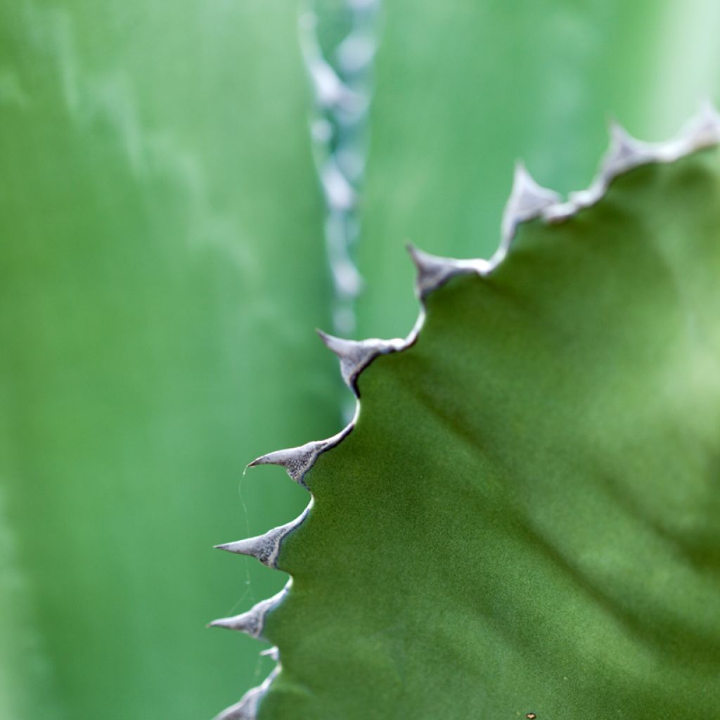 Titaaniagaave (siemenet) - Agave salmiana
