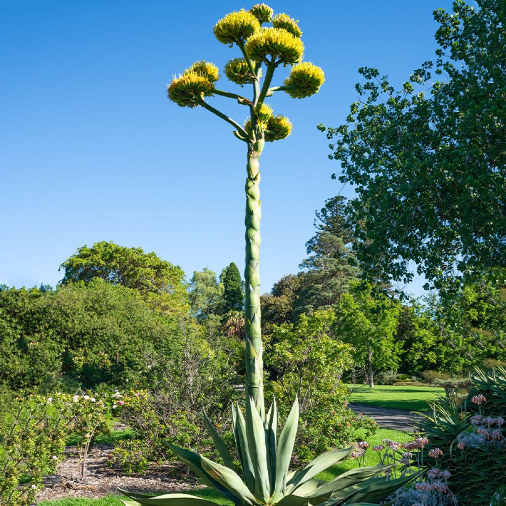 Titaaniagaave (siemenet) - Agave salmiana