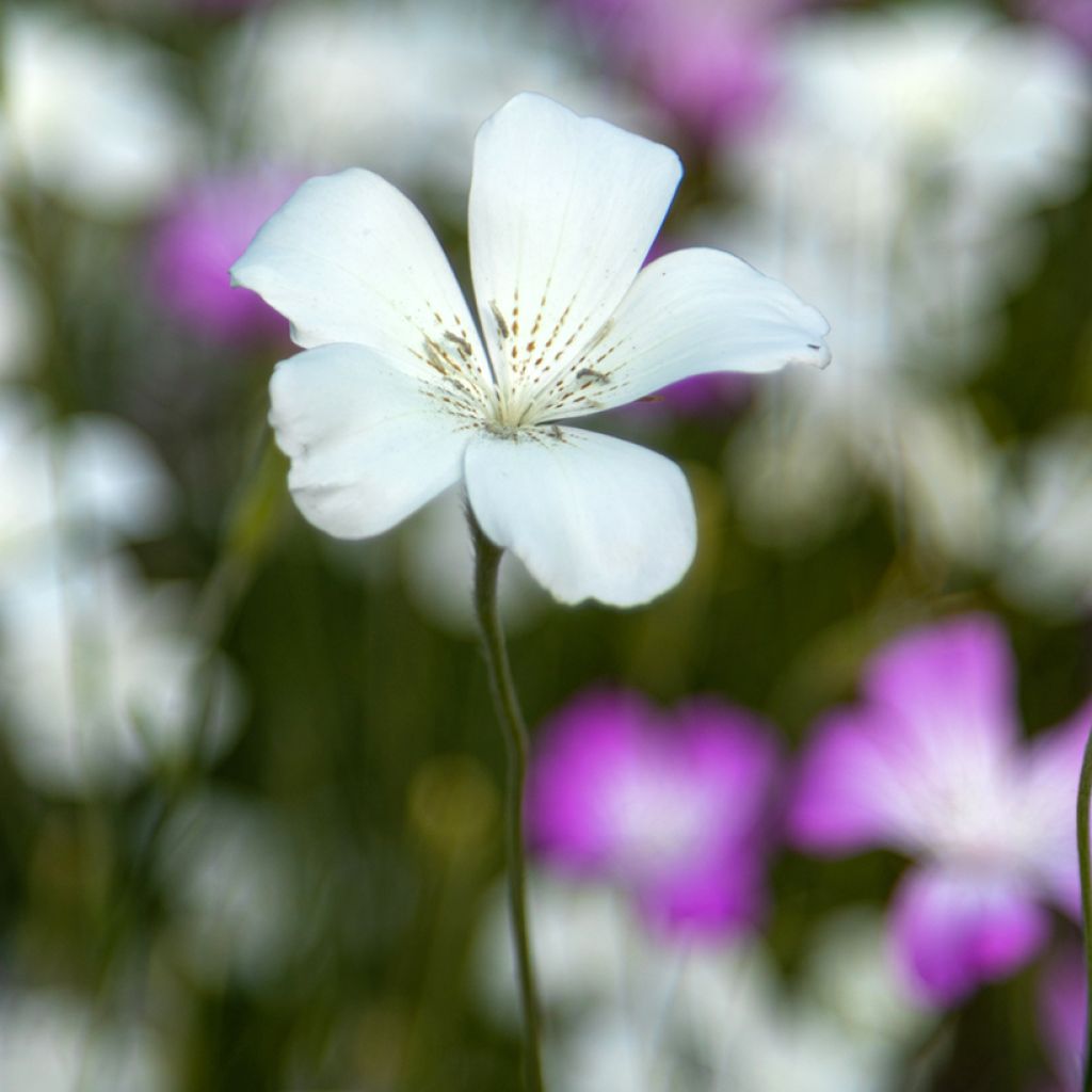 Isoaurankukka Ocean Pearl (siemenet)