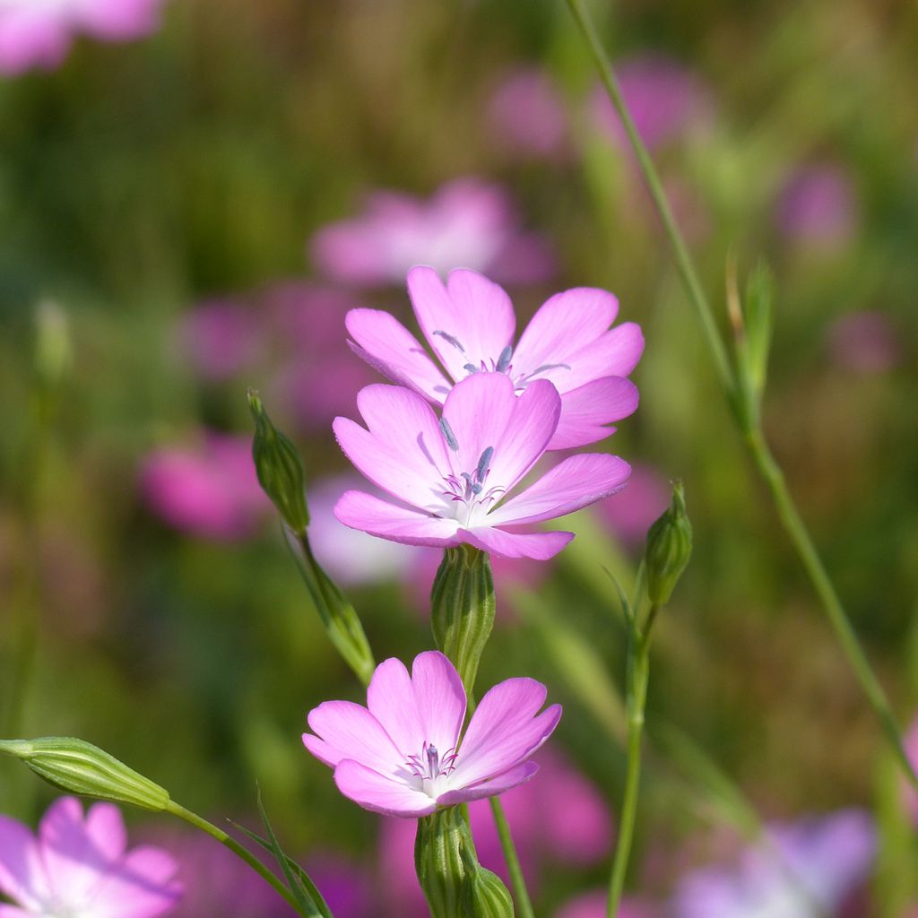 Sinikohokki (siemenet) - Agrostemma coeli-rosa