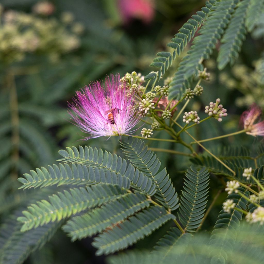 Silkkialbitsia (siemenet) - Albizia julibrissin