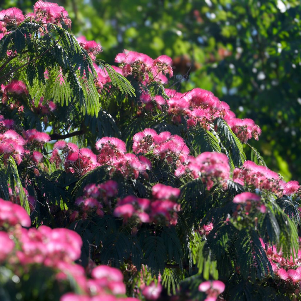 Silkkialbitsia (siemenet) - Albizia julibrissin