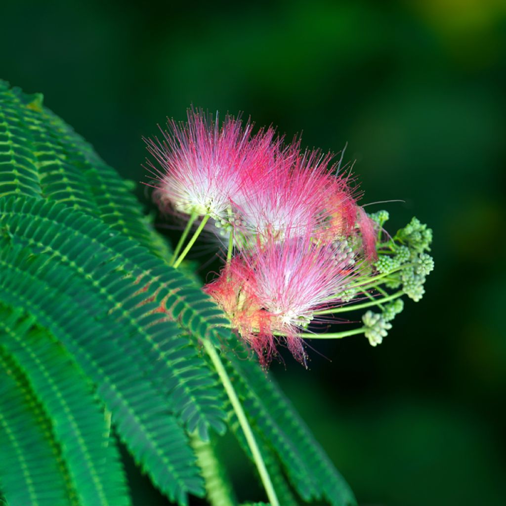 Silkkialbitsia (siemenet) - Albizia julibrissin