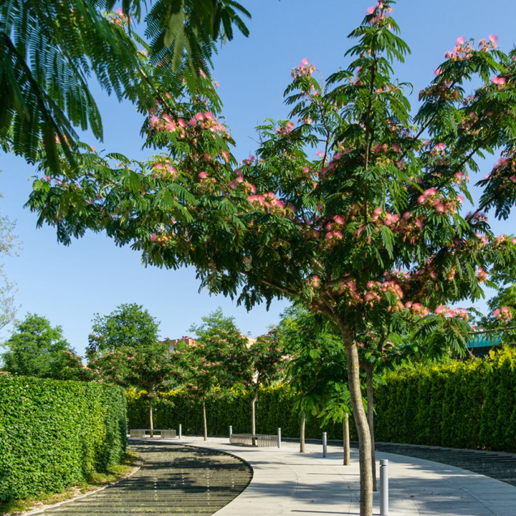 Silkkialbitsia (siemenet) - Albizia julibrissin
