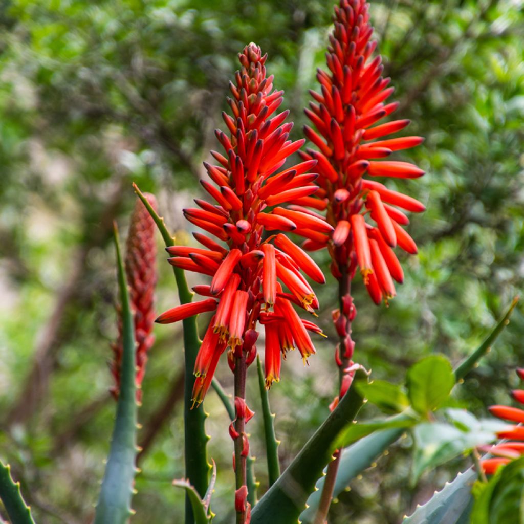 Rohtoaaloe (siemenet) - Aloe arborescens