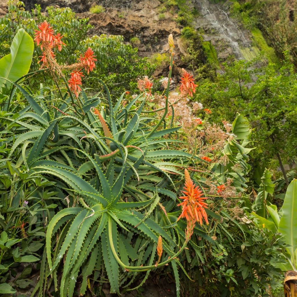 Rohtoaaloe (siemenet) - Aloe arborescens
