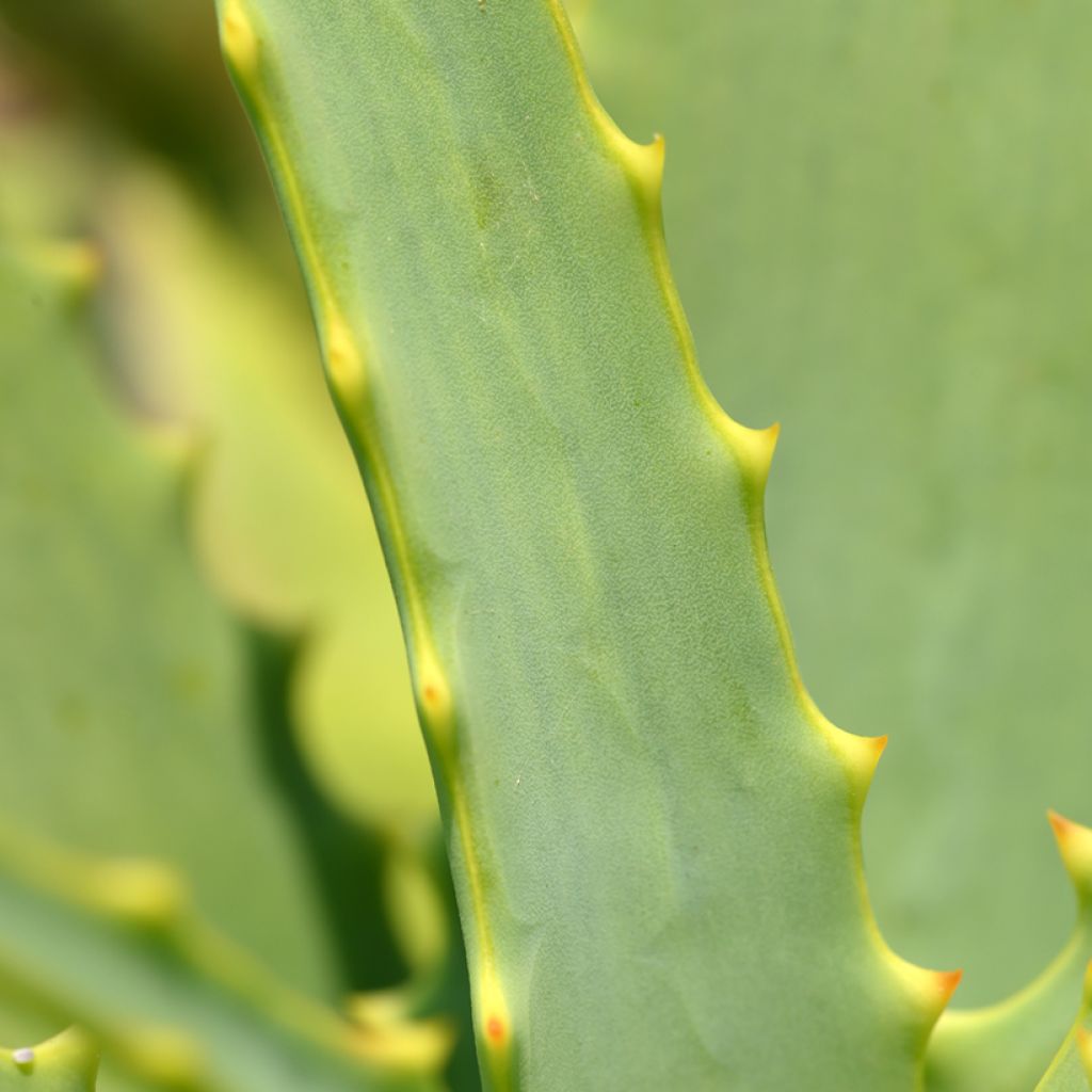 Rohtoaaloe (siemenet) - Aloe arborescens