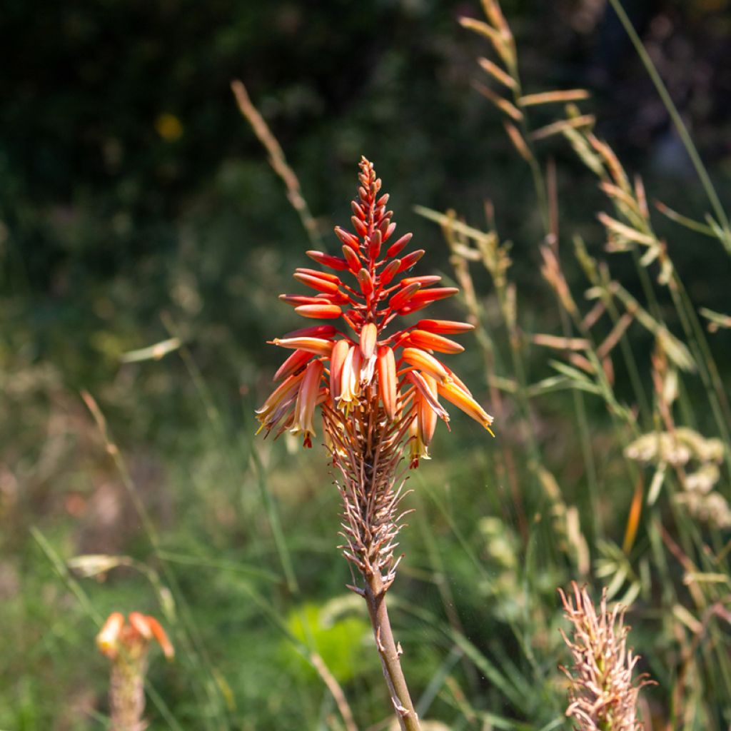 Rohtoaaloe (siemenet) - Aloe arborescens