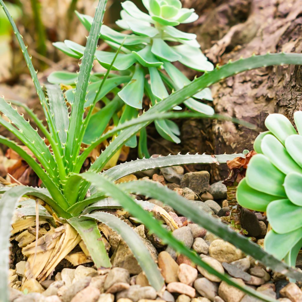 Rohtoaaloe (siemenet) - Aloe arborescens