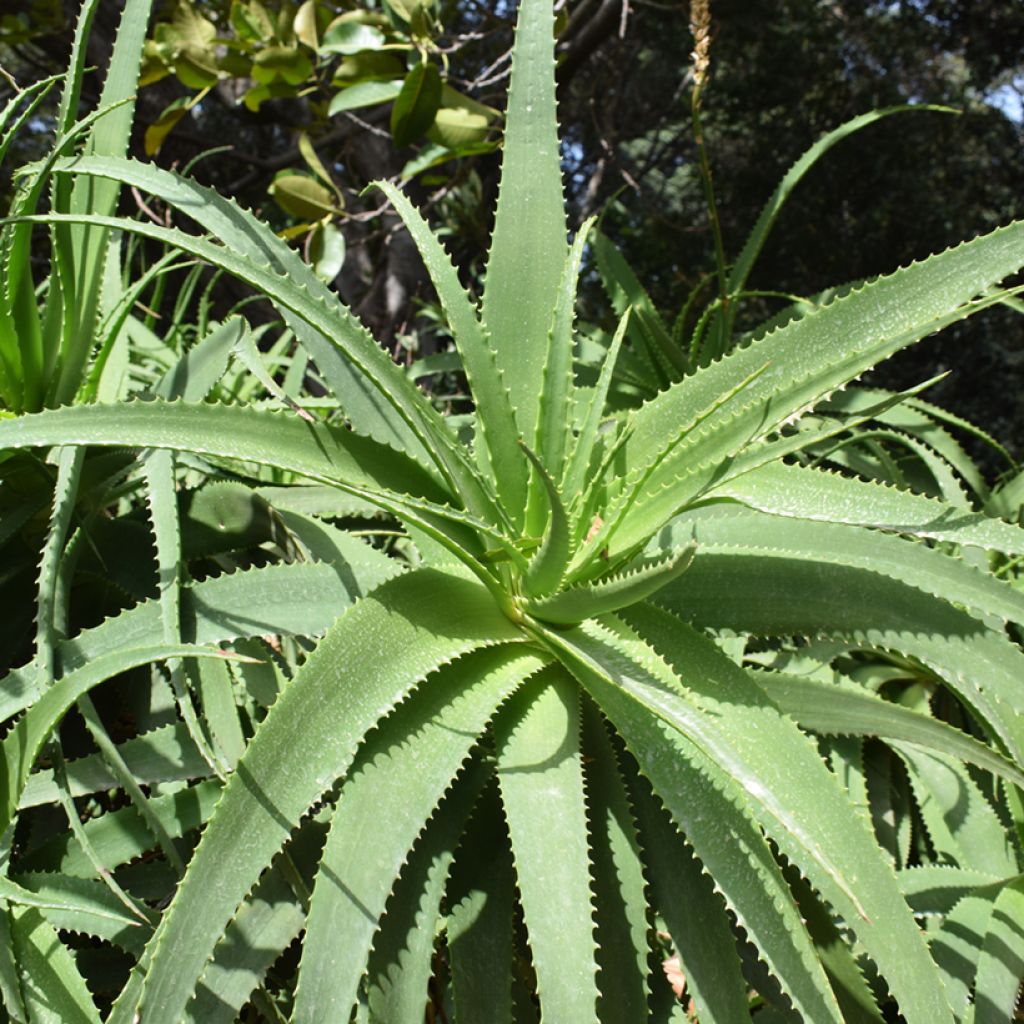 Rohtoaaloe (siemenet) - Aloe arborescens
