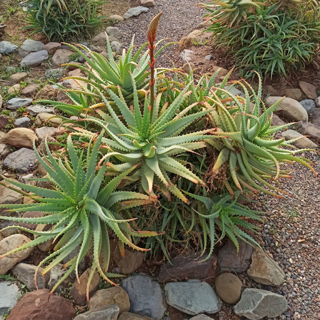 Rohtoaaloe (siemenet) - Aloe arborescens