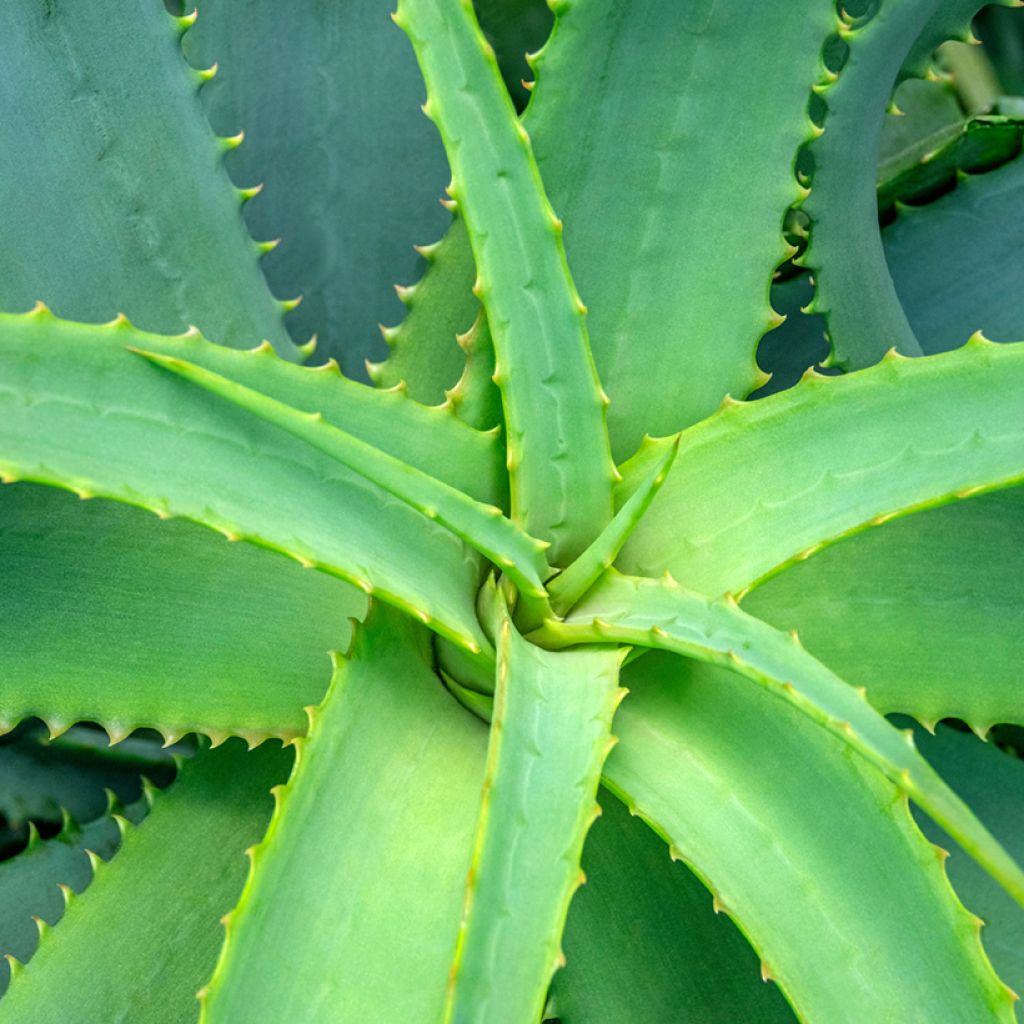 Rohtoaaloe (siemenet) - Aloe arborescens