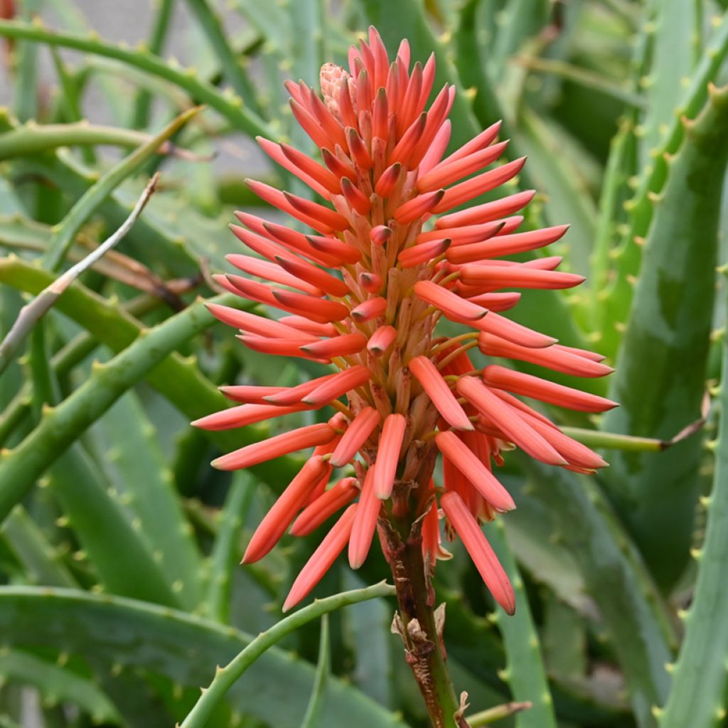Rohtoaaloe (siemenet) - Aloe arborescens