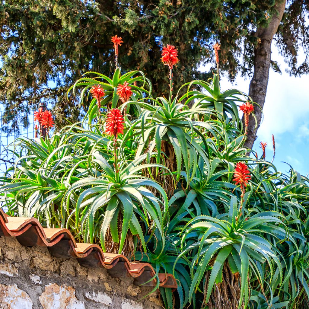 Rohtoaaloe (siemenet) - Aloe arborescens