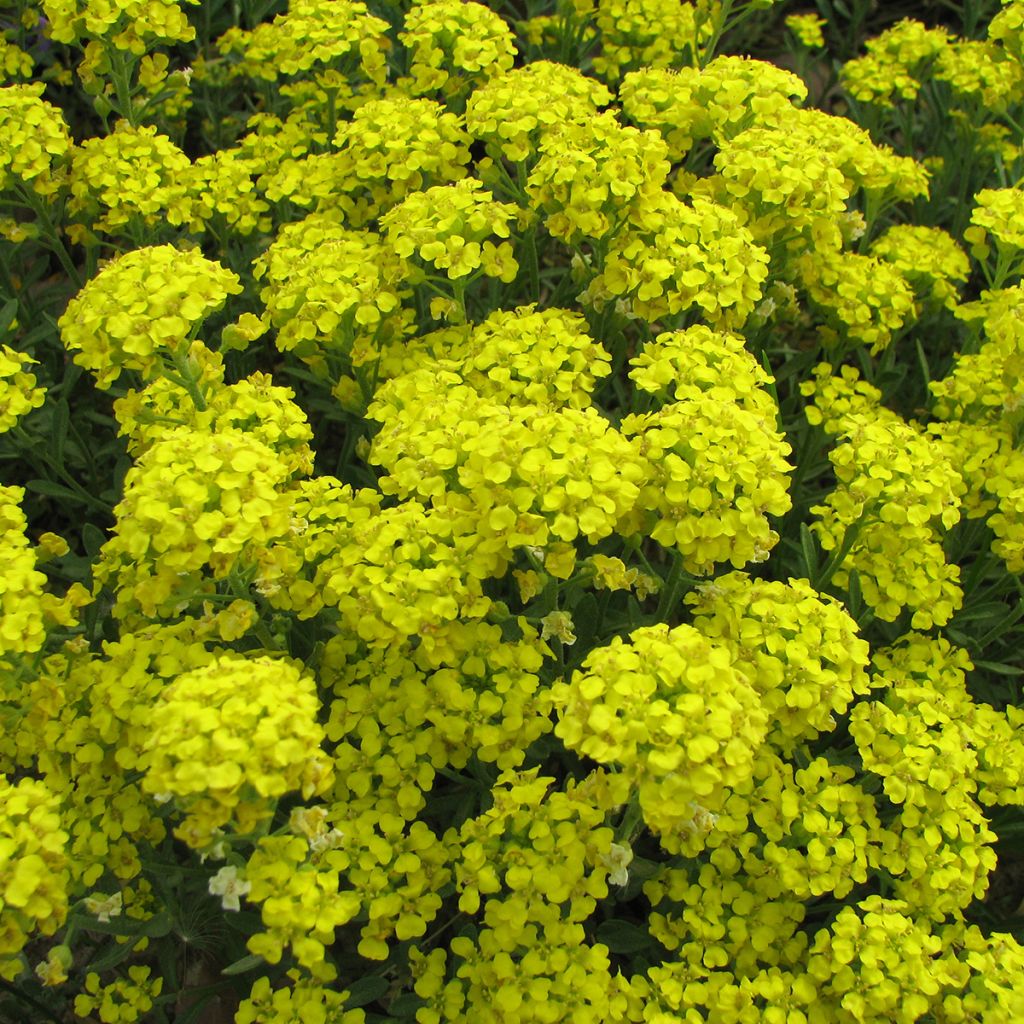 Rinnekilpiruoho Mountain Gold (siemenet)