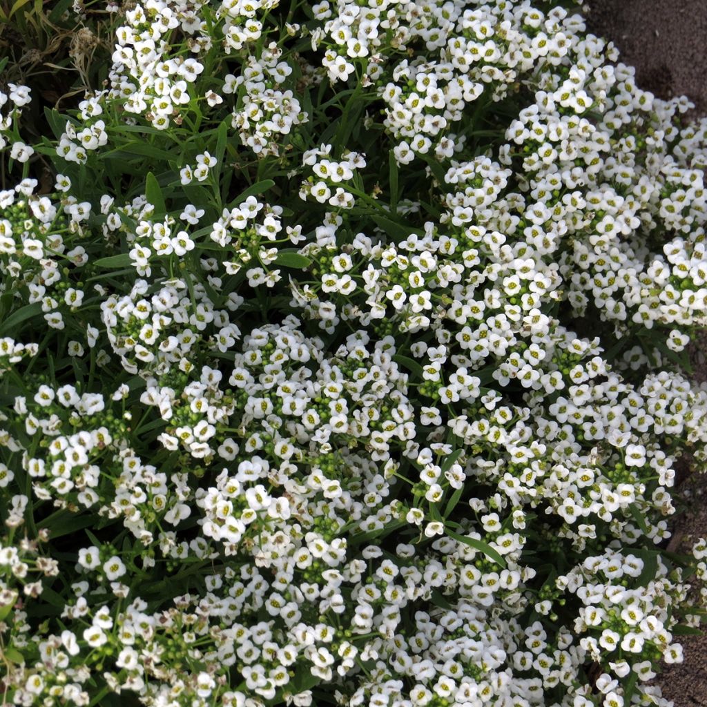Tuoksupielus Carpet Of Snow (siemenet)