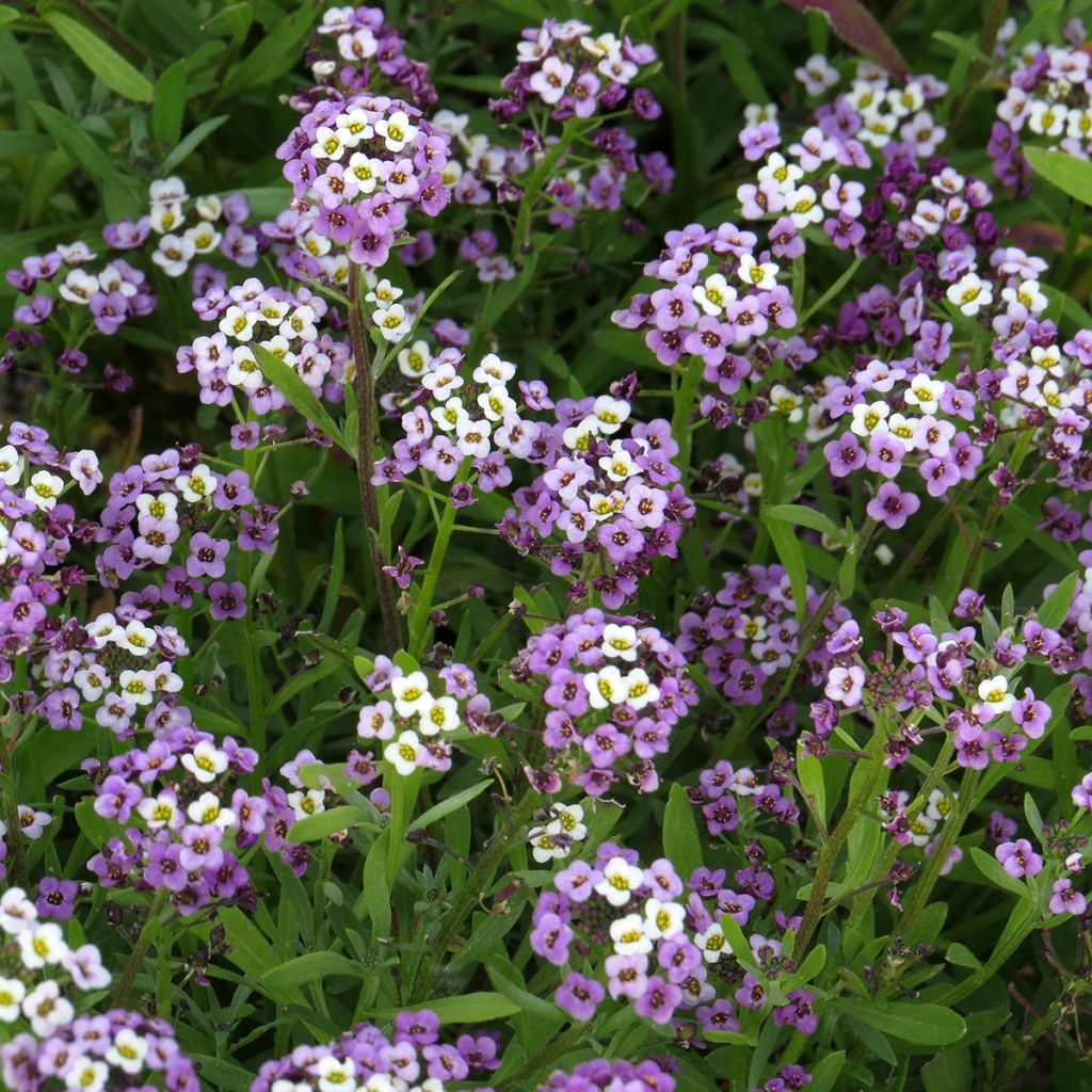 Tuoksupielus Royal Carpet (siemenet)