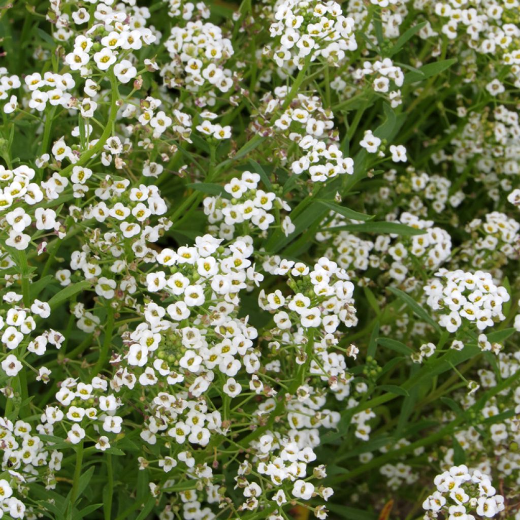 Tuoksupielus Snowcloth (siemenet)