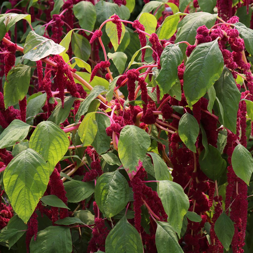 Revonhäntä Red Cascade (siemenet)