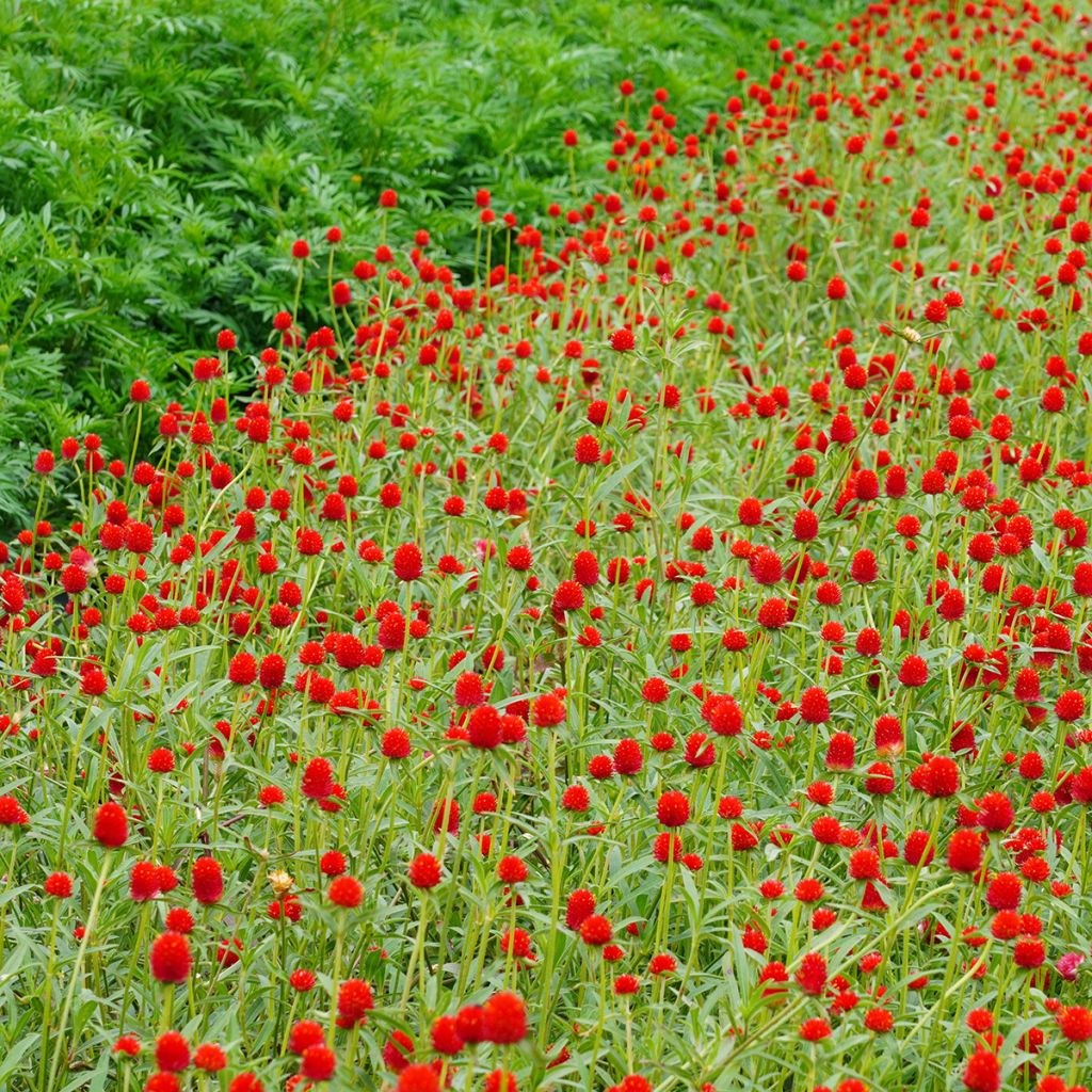 Kartiopallohäntä Strawberry Fields (siemenet)