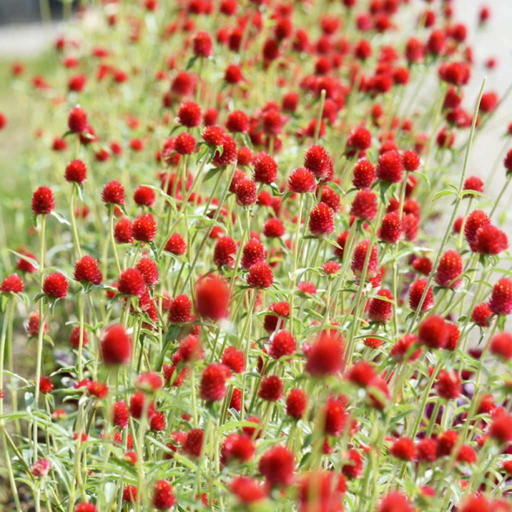 Kartiopallohäntä Strawberry Fields (siemenet)