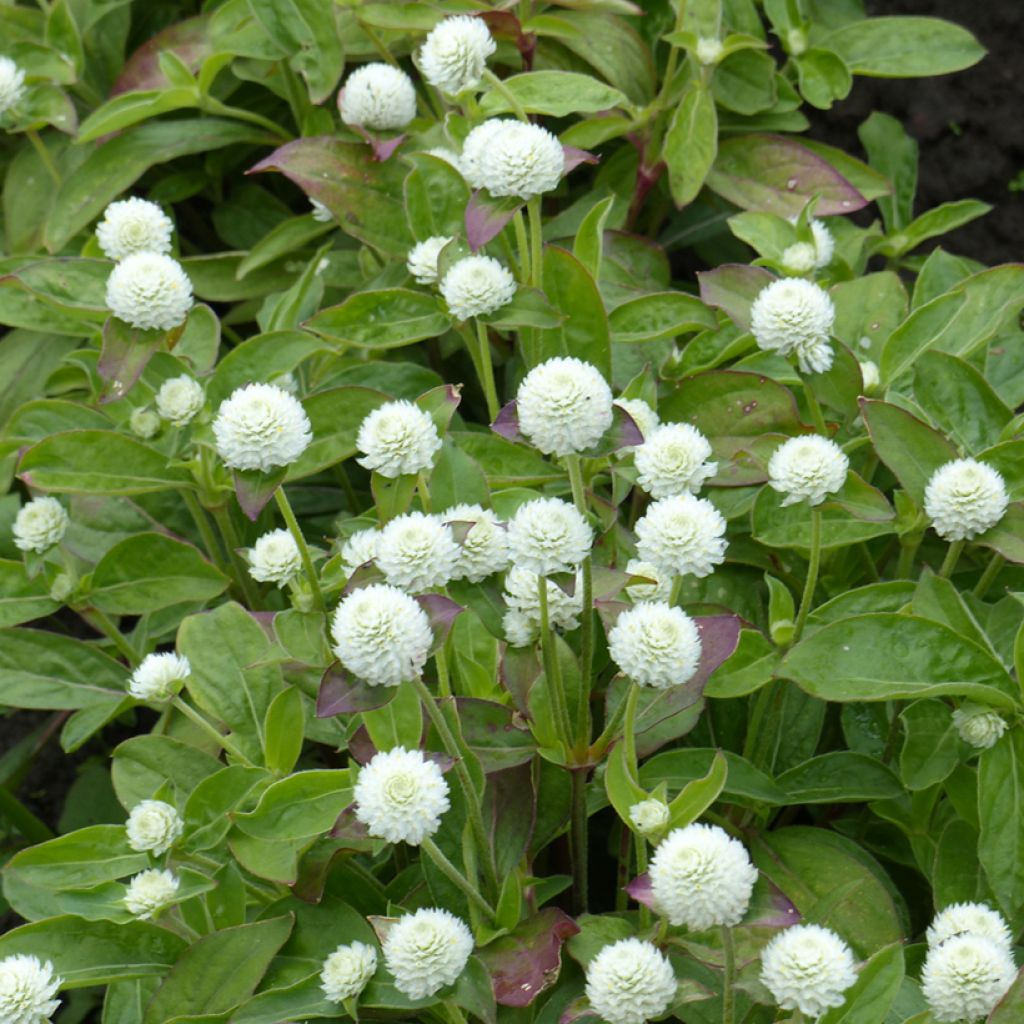 Pyöröpallohäntä White (siemenet)