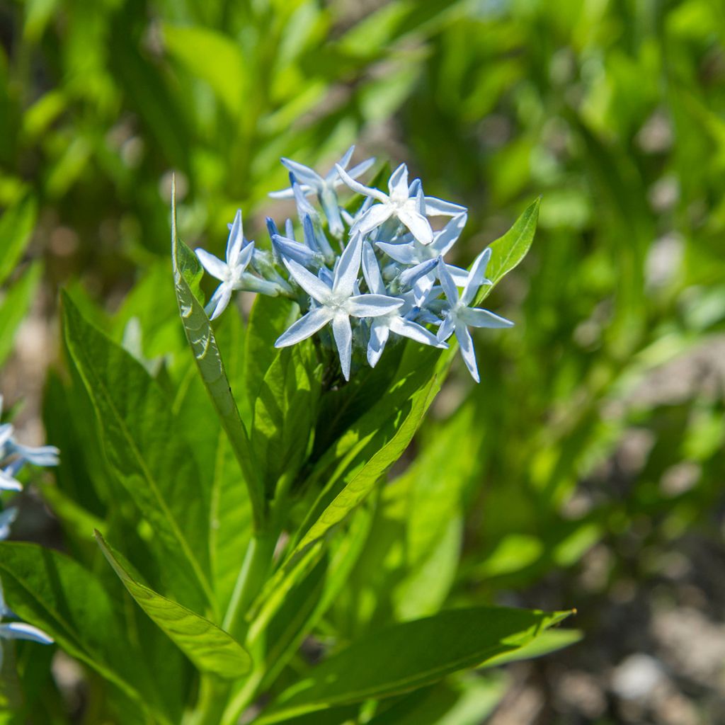 Tähtituikki (siemenet) - Amsonia tabernaemontana