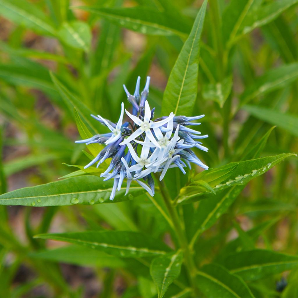 Tähtituikki (siemenet) - Amsonia tabernaemontana