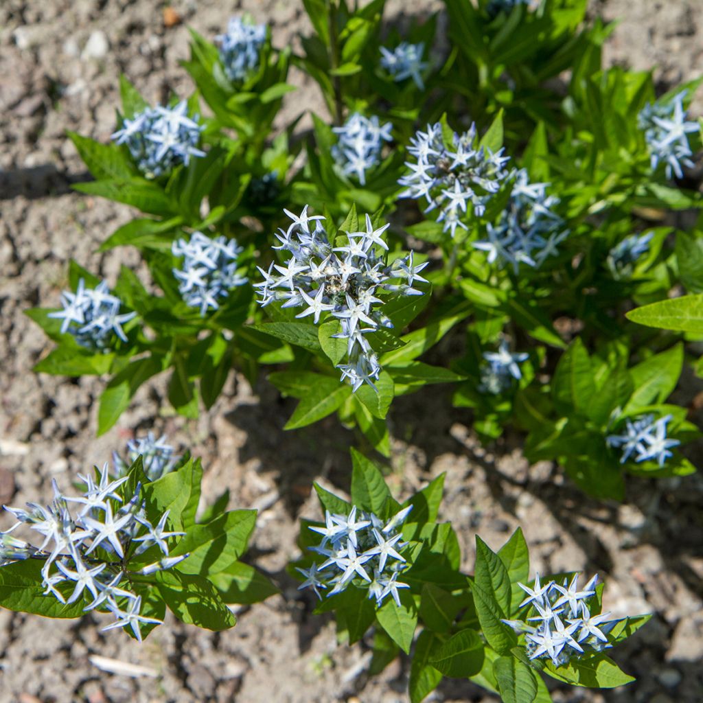 Tähtituikki (siemenet) - Amsonia tabernaemontana