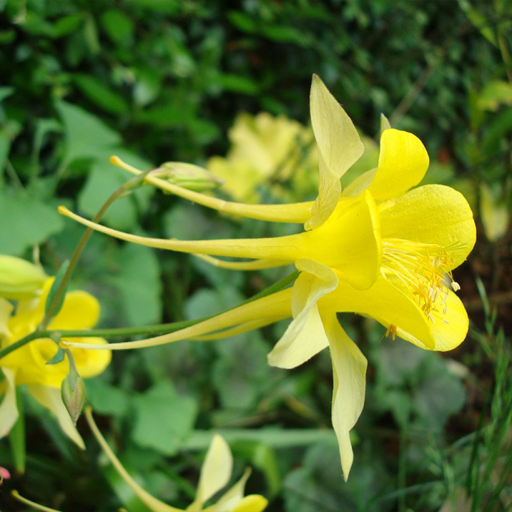 Kulta-akileija Yellow Queen (siemenet)