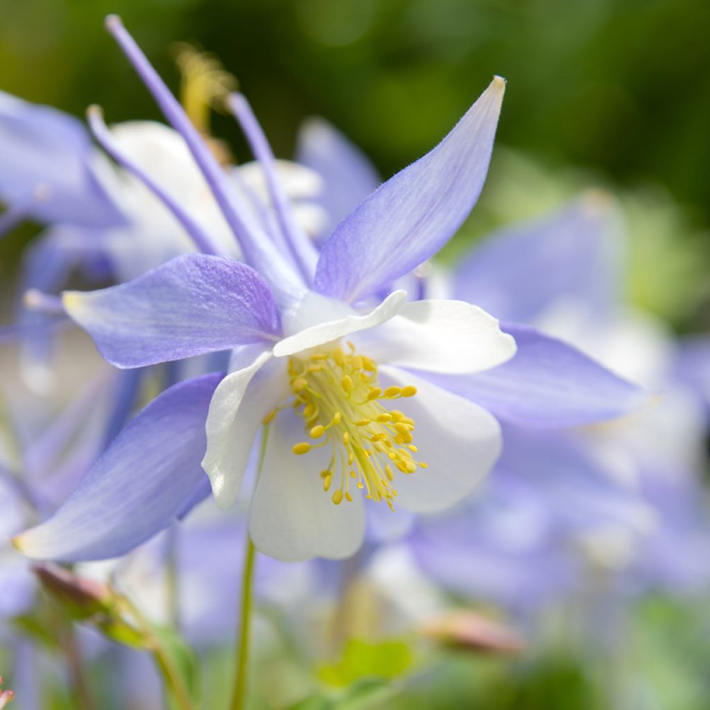 Jaloakileija (siemenet) - Aquilegia caerulea