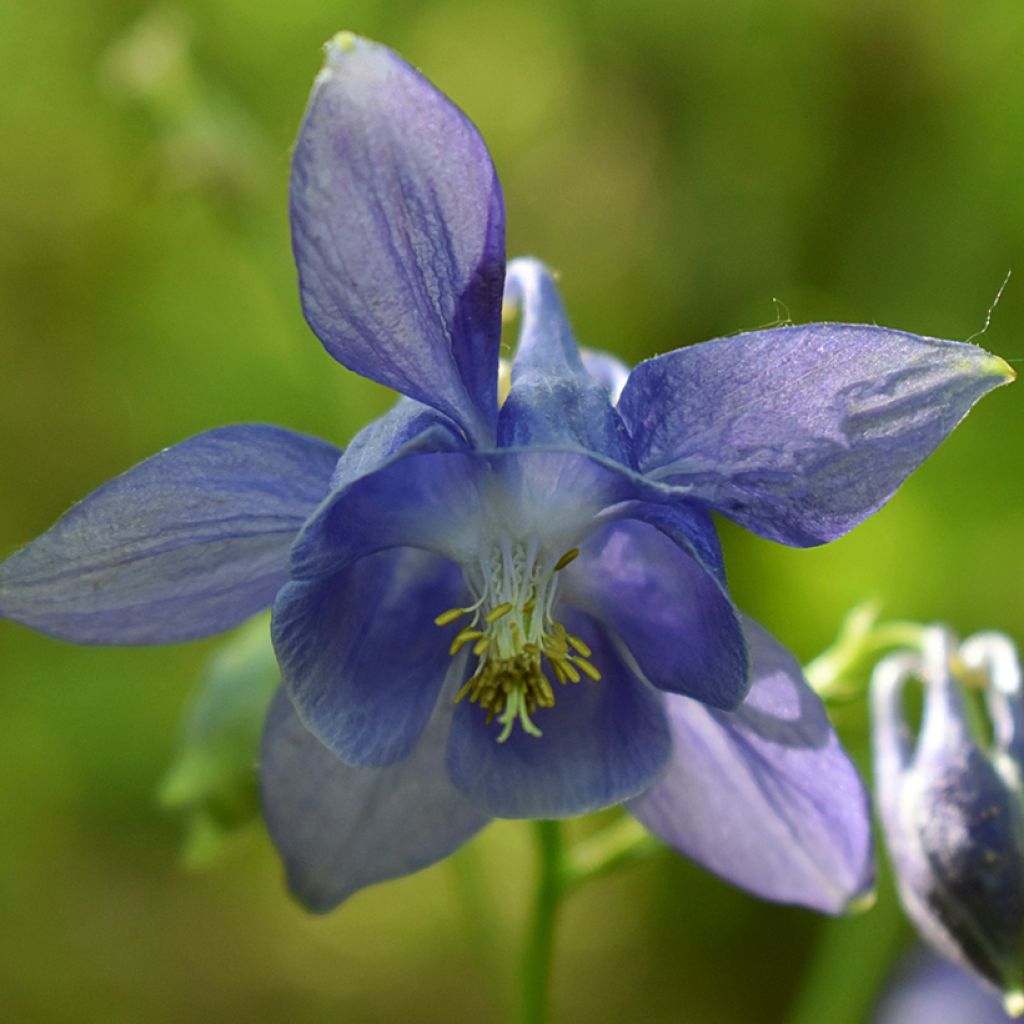 Lehtoakileija (siemenet) - Aquilegia vulgaris