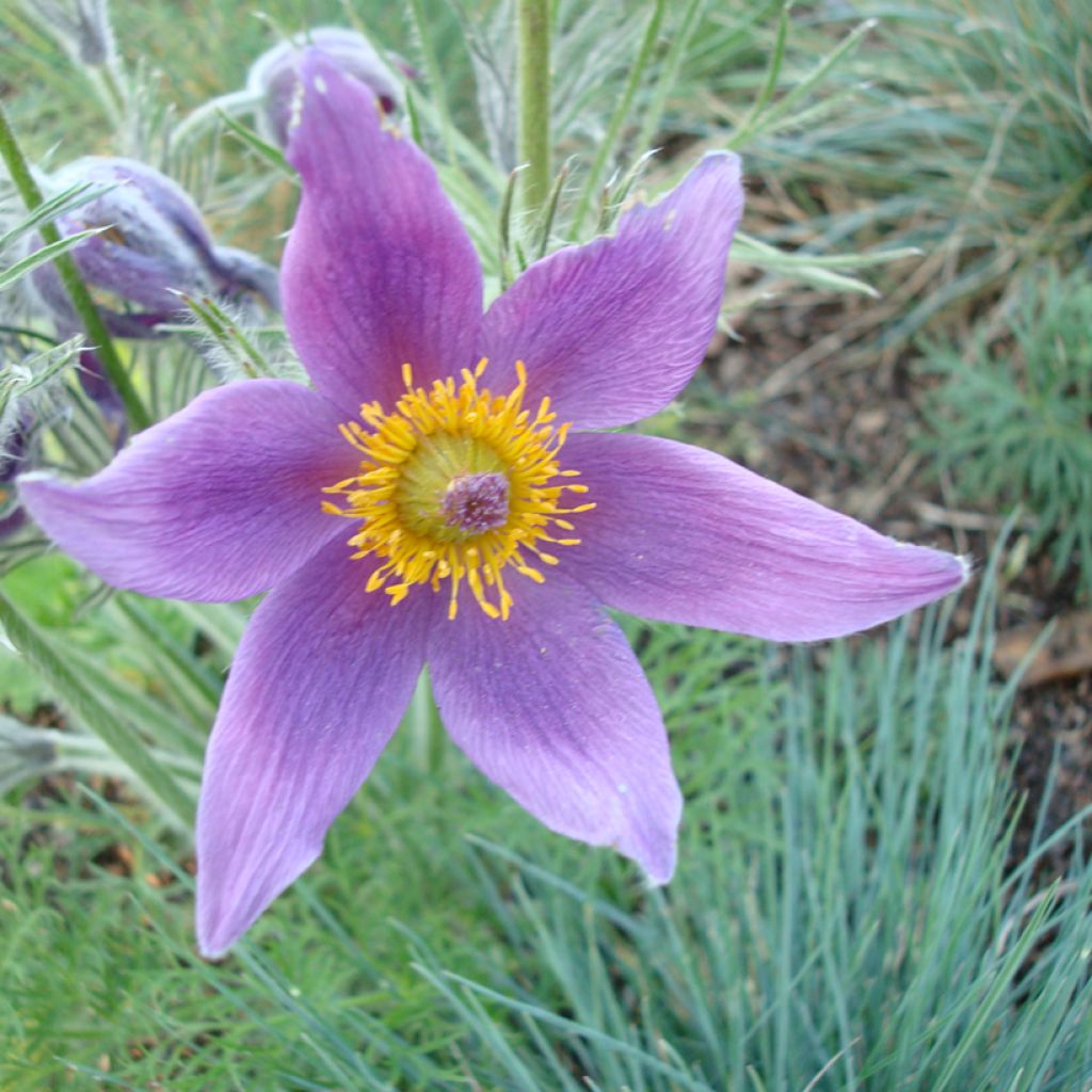 Kylmänkukka (siemenet) - Pulsatilla vulgaris