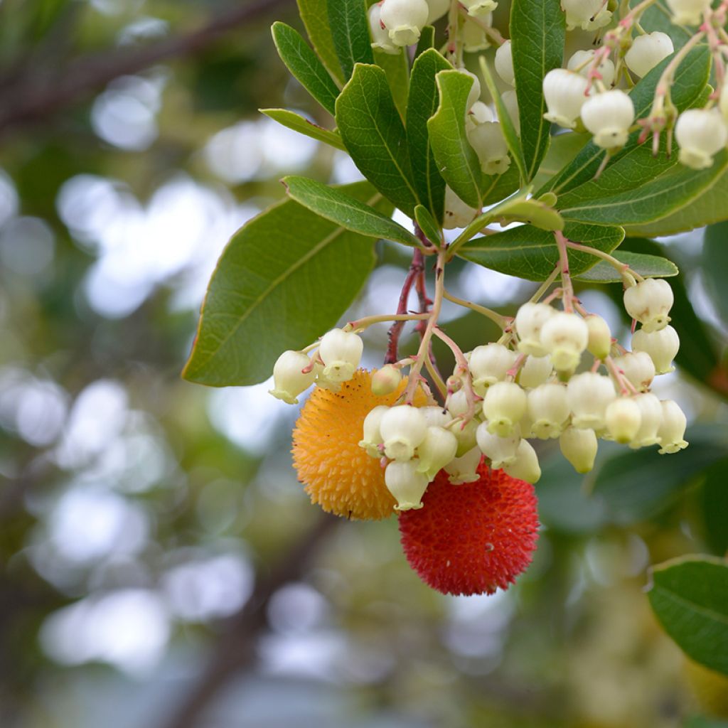 Lännenmansikkapuu (siemenet) - Arbutus unedo
