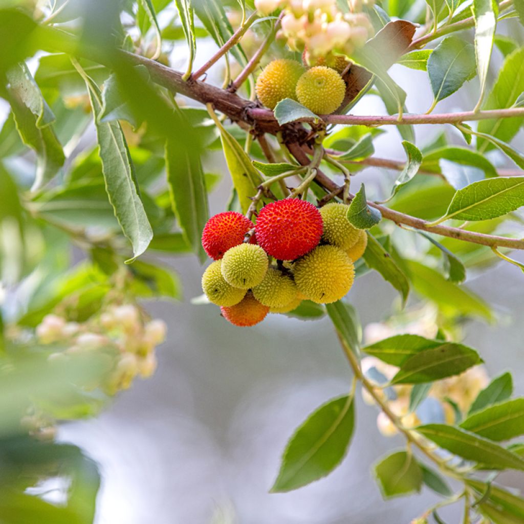 Lännenmansikkapuu (siemenet) - Arbutus unedo