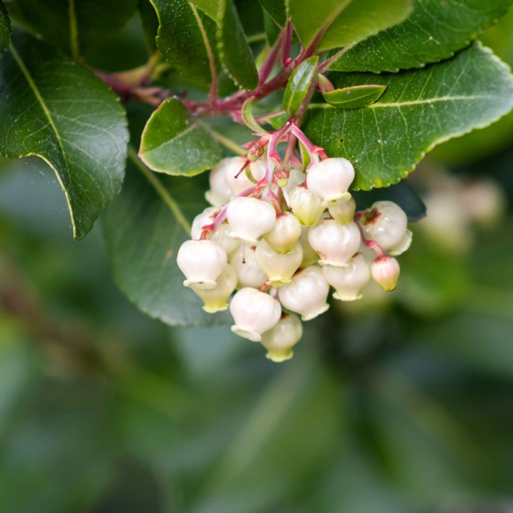 Lännenmansikkapuu (siemenet) - Arbutus unedo