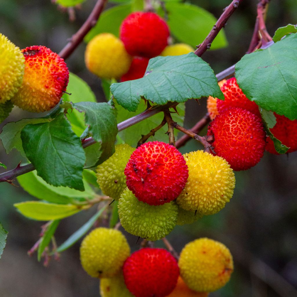 Lännenmansikkapuu (siemenet) - Arbutus unedo