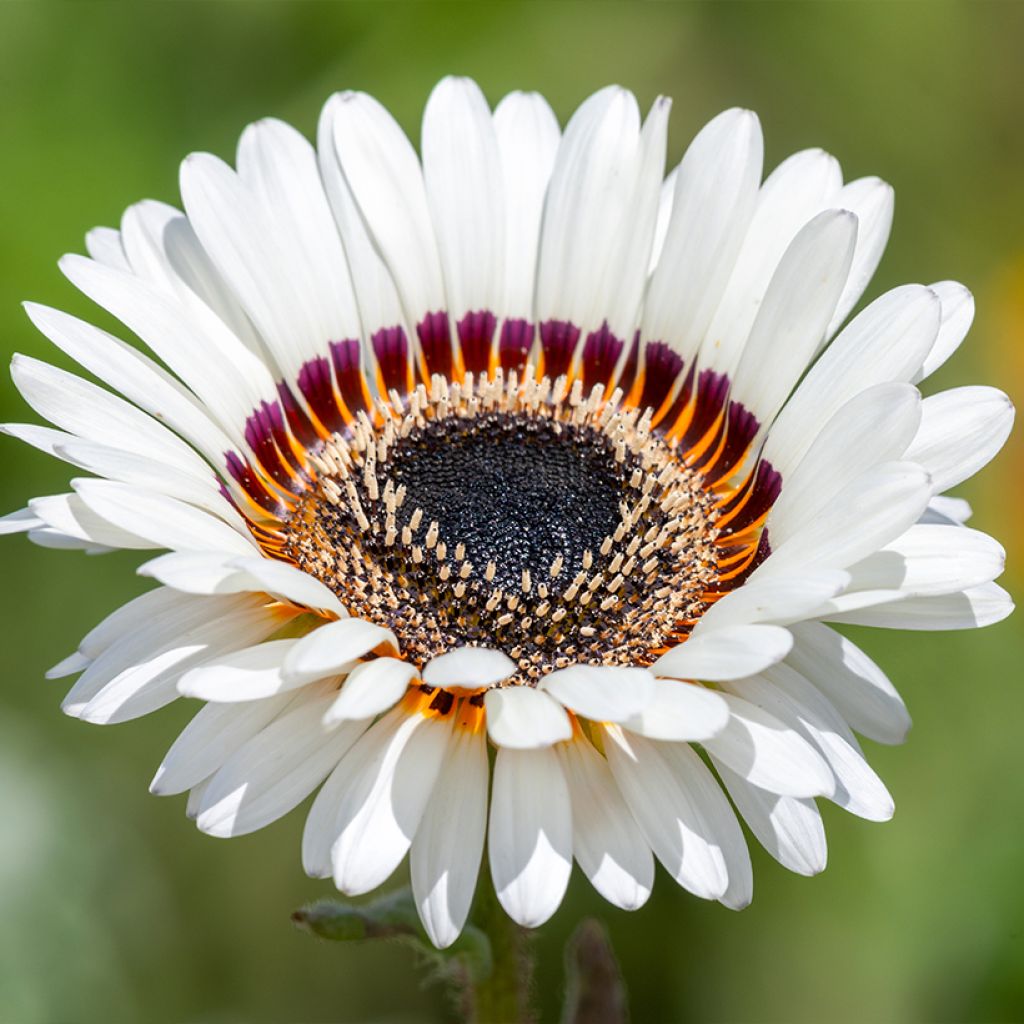 Venidium fastuosum Black and WHite (siemenet)