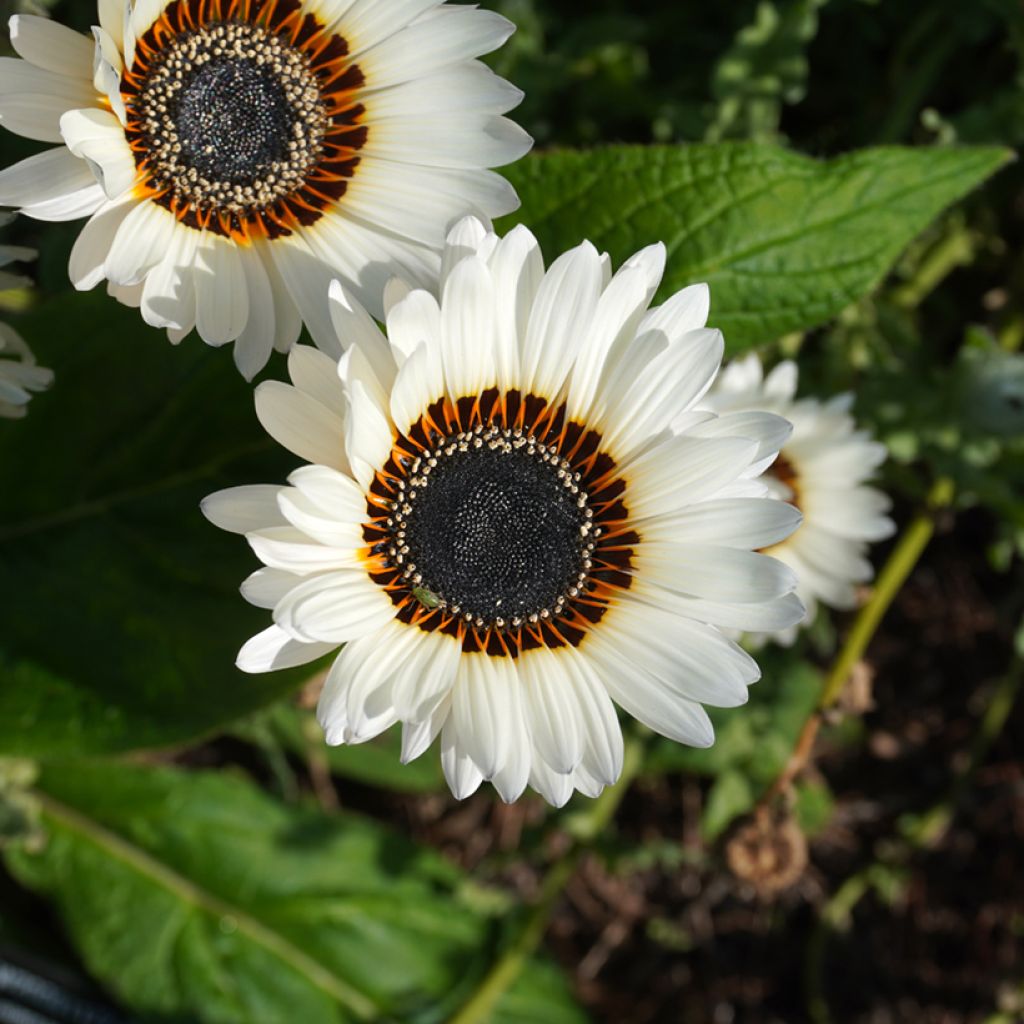 Venidium fastuosum Black and WHite (siemenet)