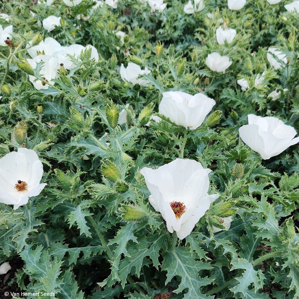Piikkiuniko (siemenet) - Argemone platyceras