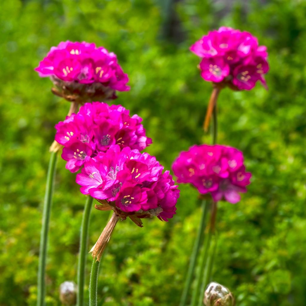 Rusolaukkaneilikka Splendens (siemenet)