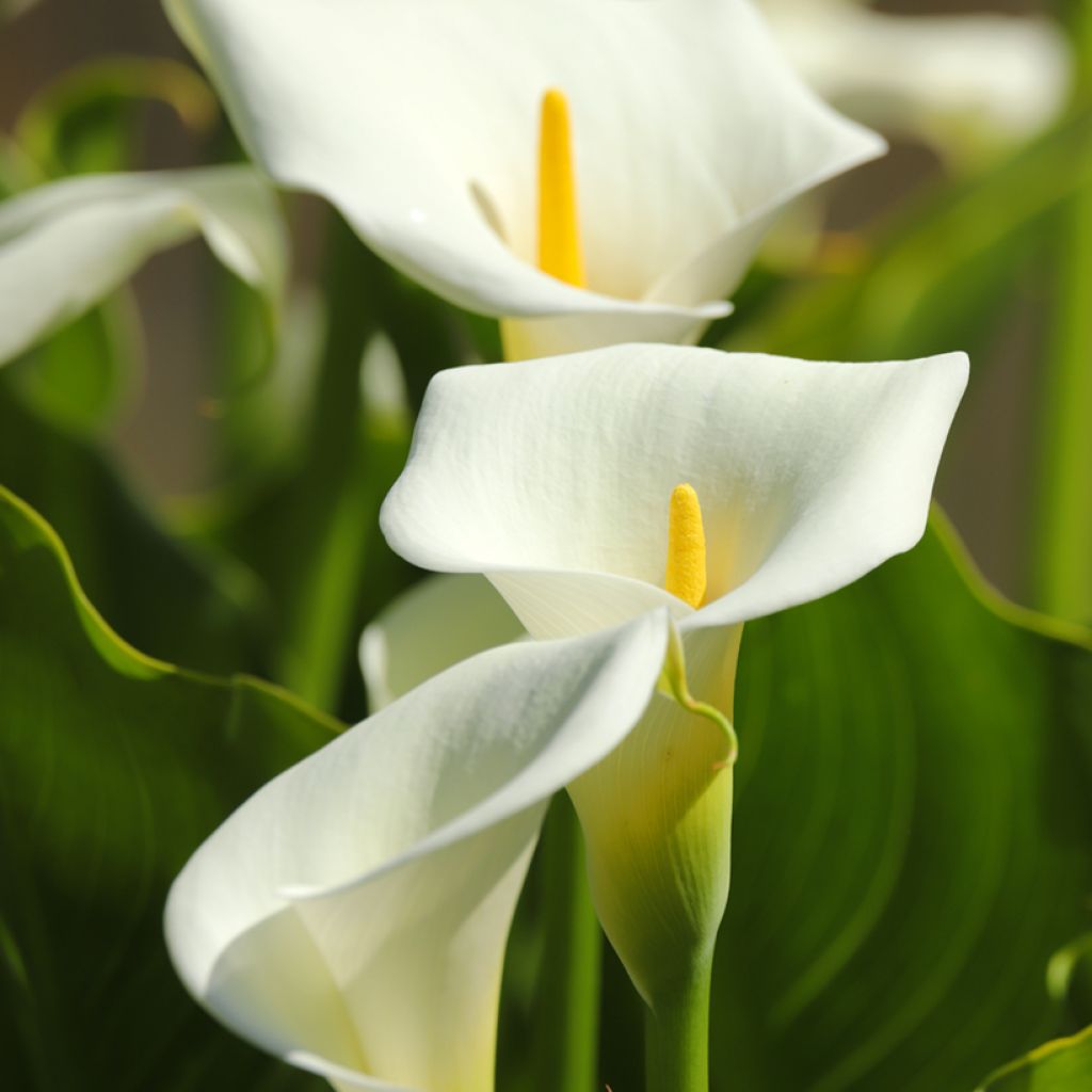 Valkohuonevehka (siemenet) - Zantedeschia aethiopica