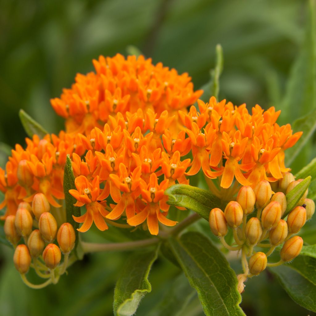 Karvasilkkiyrtti (siemenet) - Asclepias tuberosa