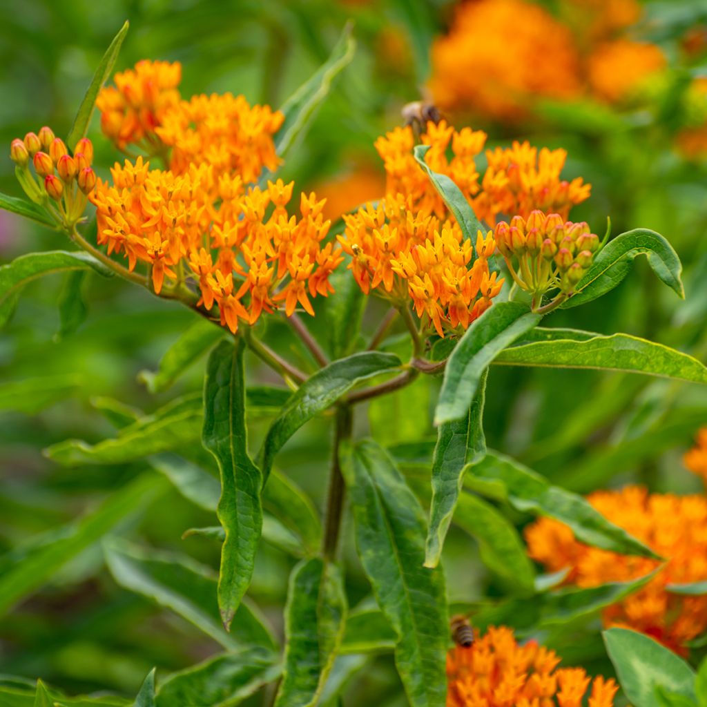 Karvasilkkiyrtti (siemenet) - Asclepias tuberosa