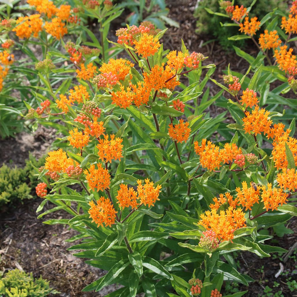 Karvasilkkiyrtti (siemenet) - Asclepias tuberosa