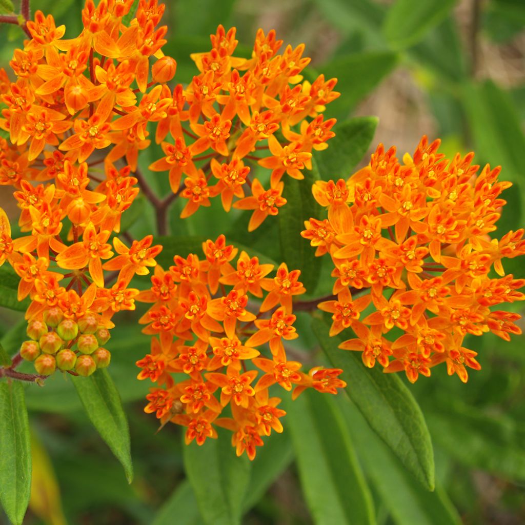 Karvasilkkiyrtti (siemenet) - Asclepias tuberosa