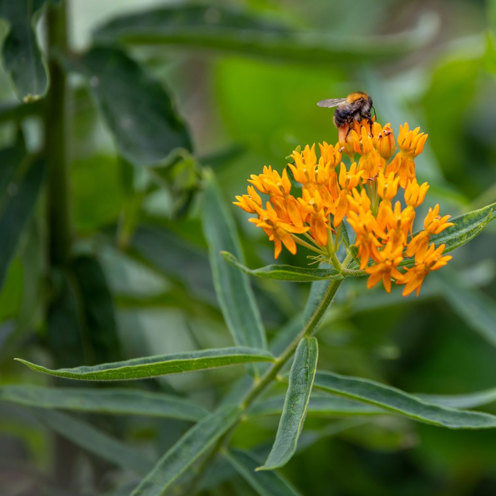 Karvasilkkiyrtti (siemenet) - Asclepias tuberosa